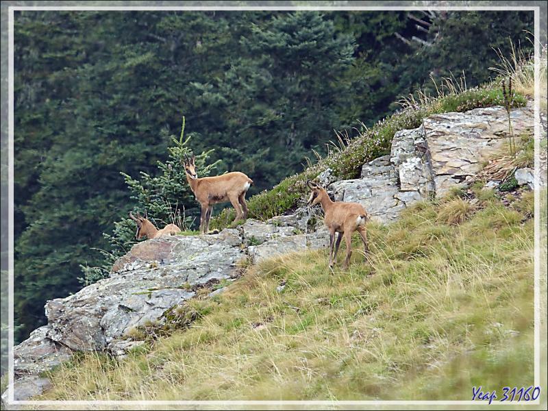 Isards - Artigue - 31