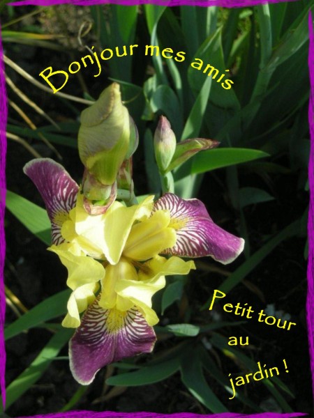 iris du jardin mai 2012 (3)