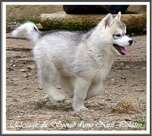 Chiot Husky Femelle 1 (58j)