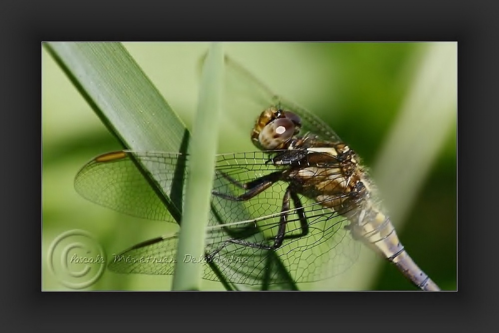 Orthétrum bleuissant (Orthetrum coerulescens) mâle...