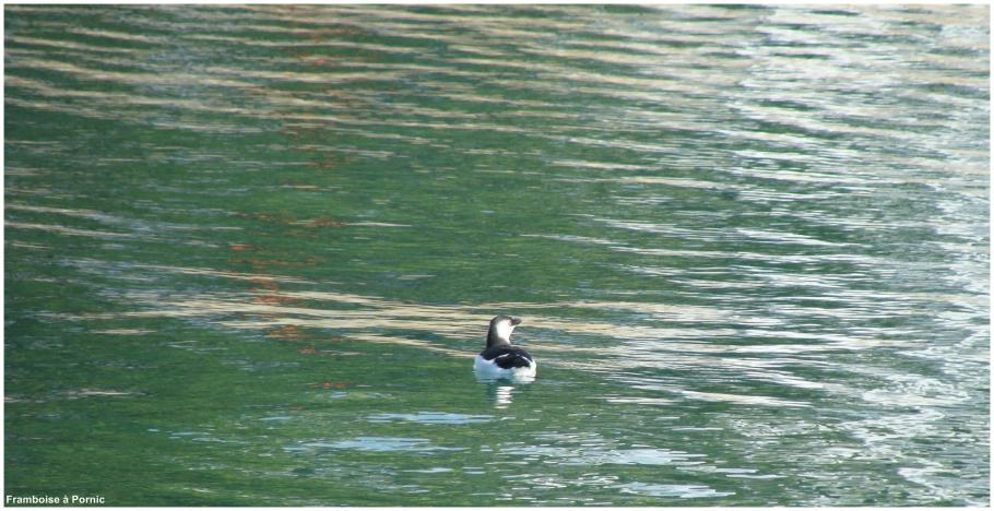 Le pingouin torda