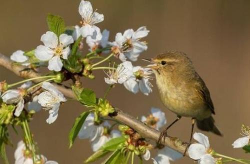 Arbre fruitier : Cerisier