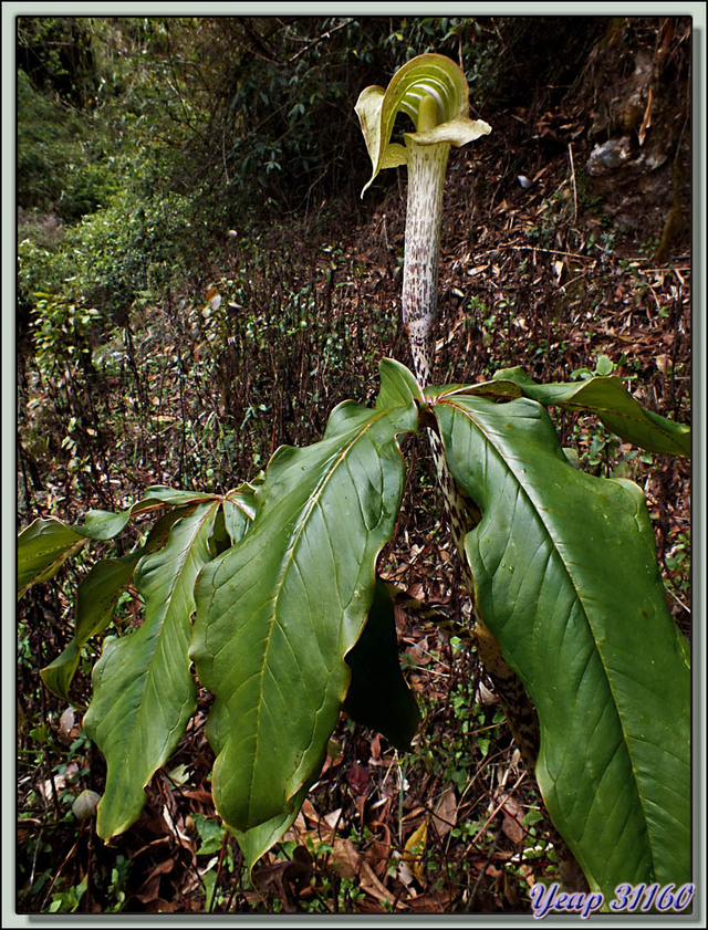 Blog de images-du-pays-des-ours : Images du Pays des Ours (et d'ailleurs ...), Lis Cobra, Cobra Lily (Arisaema nepenthoides) - Col de Péléla (Pelela Pass) - Bhoutan
