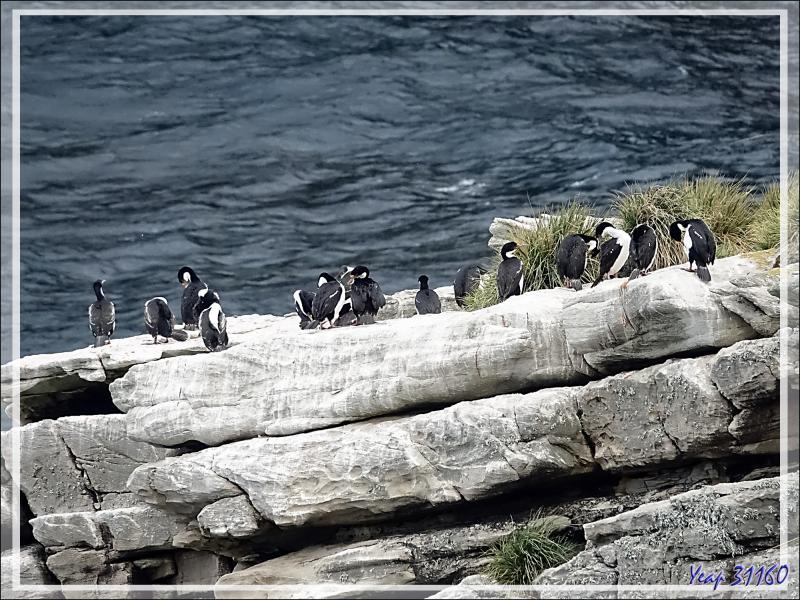 Cormoran impérial, Imperial Shag (Leucocarbo atriceps) - Coffin's Harbour - New Island - Falkland (Malouines, Malvinas) - Grande-Bretagne