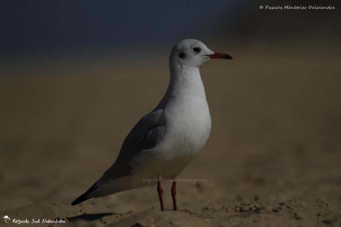 Mouette rieuse