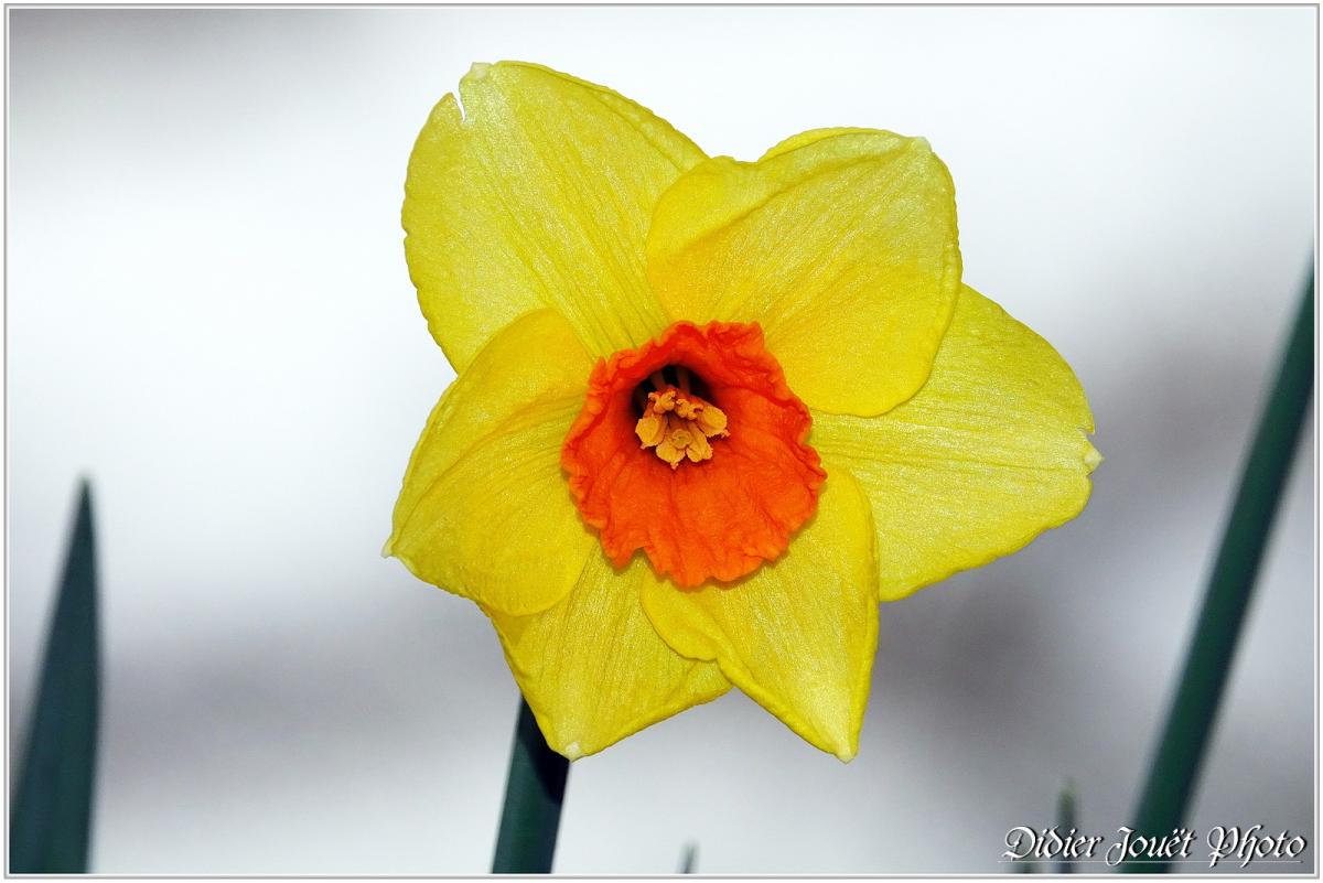 Narcisse (3) - Narcissus