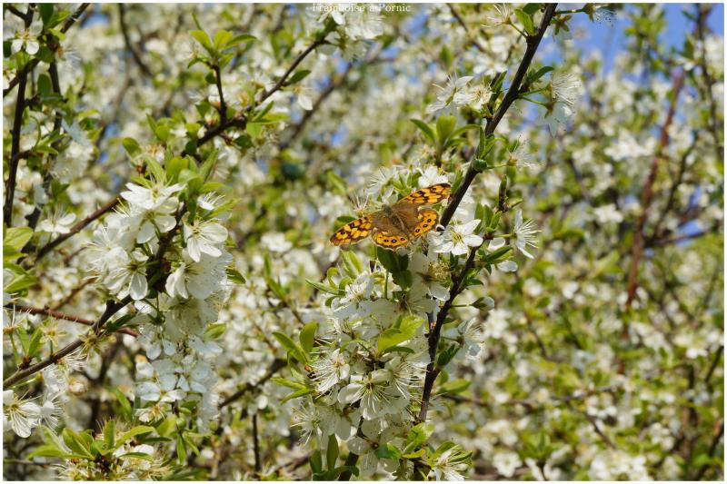 Papillons le Tircis