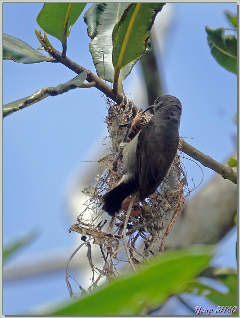 11/12/2021 : une belle journée commence avec le soleil. Départ en balade en passant par la route qui traverse la Vallée de Mai - Praslin - Seychelles 