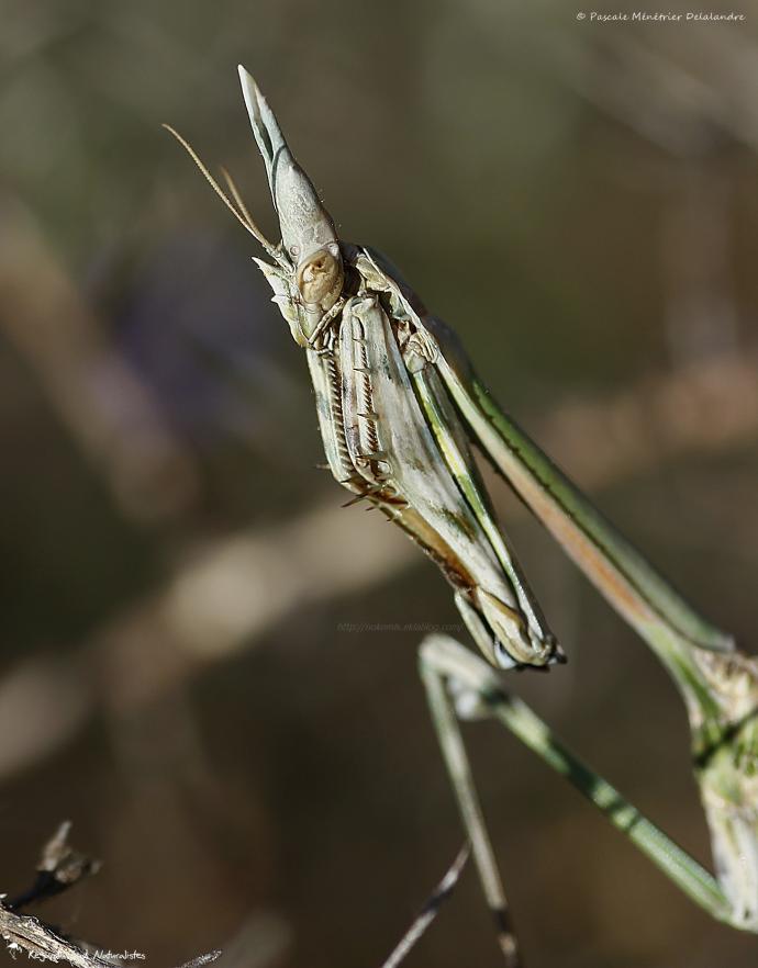 Empuse commune ♀ (Empusa pennata)