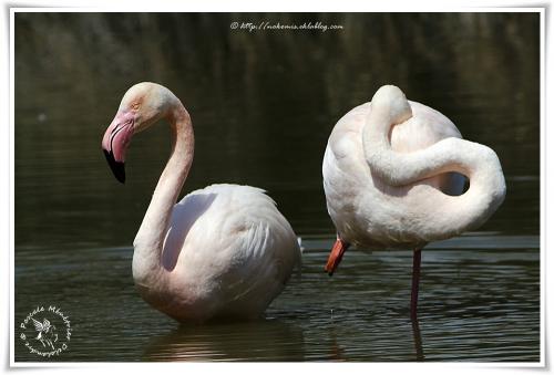 Flamant rose - Phoenicopterus roseus - Greater Flamingo