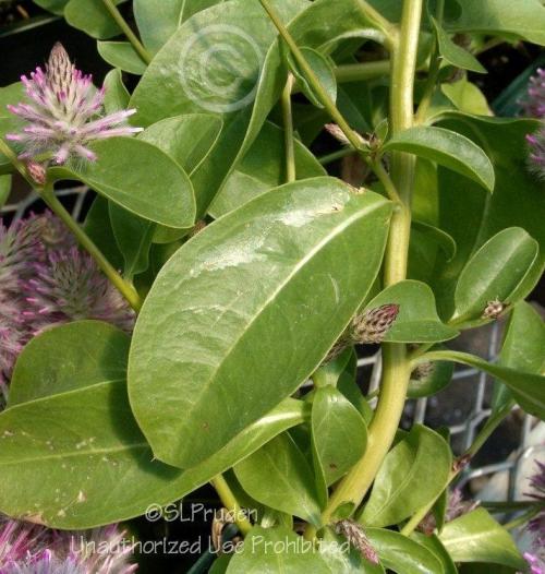 Fleurs cultivées : Ptilotus