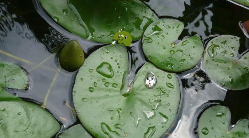 Fleurs de juillet sous la pluie
