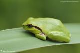 Amphibiens