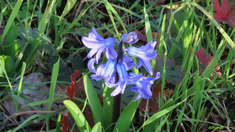les fleurs du moment