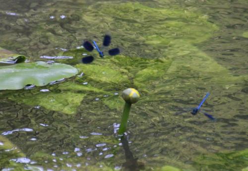 en balade au bord de l'Essonne