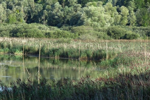 Le camp de baguage du lac de Marcenay...