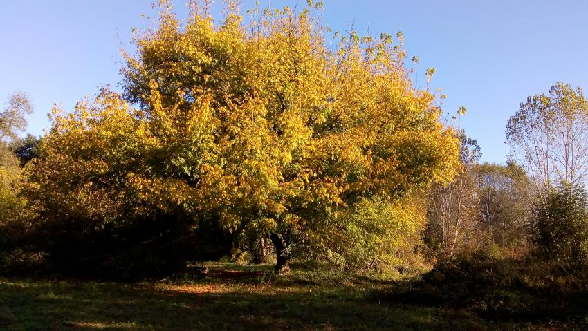 balade dans le Sauternais,ces chateaux,ces vignobles,,