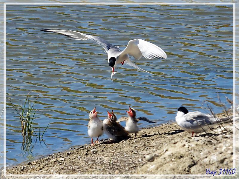 Nourrissage de poussins de Sterne pierregarin (Sterna hirundo) - La Couarde-sur-Mer - Ile de Ré - 17