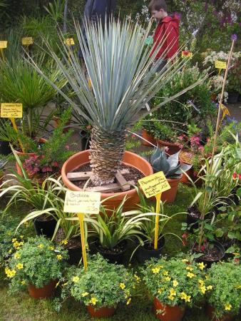 Plantes_en_f_te_au_Jardin_de_Lakas___la_Plaine_sur_mer__23_