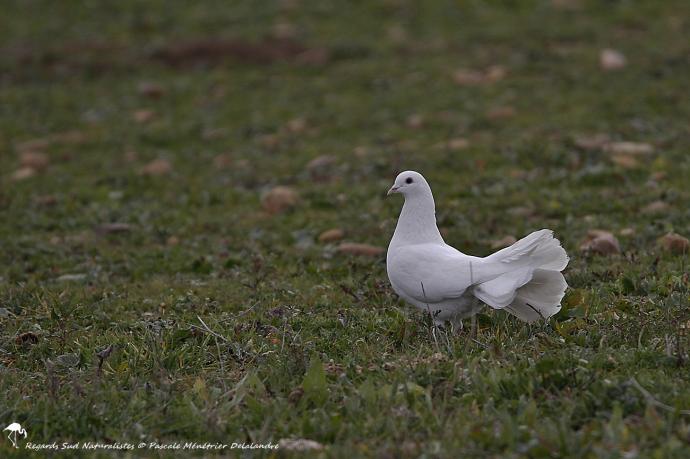 Colombe