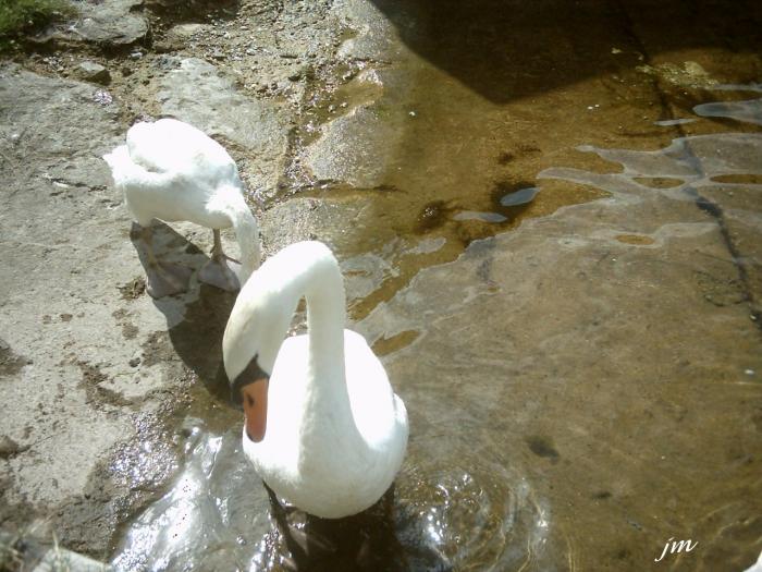 les cygnes