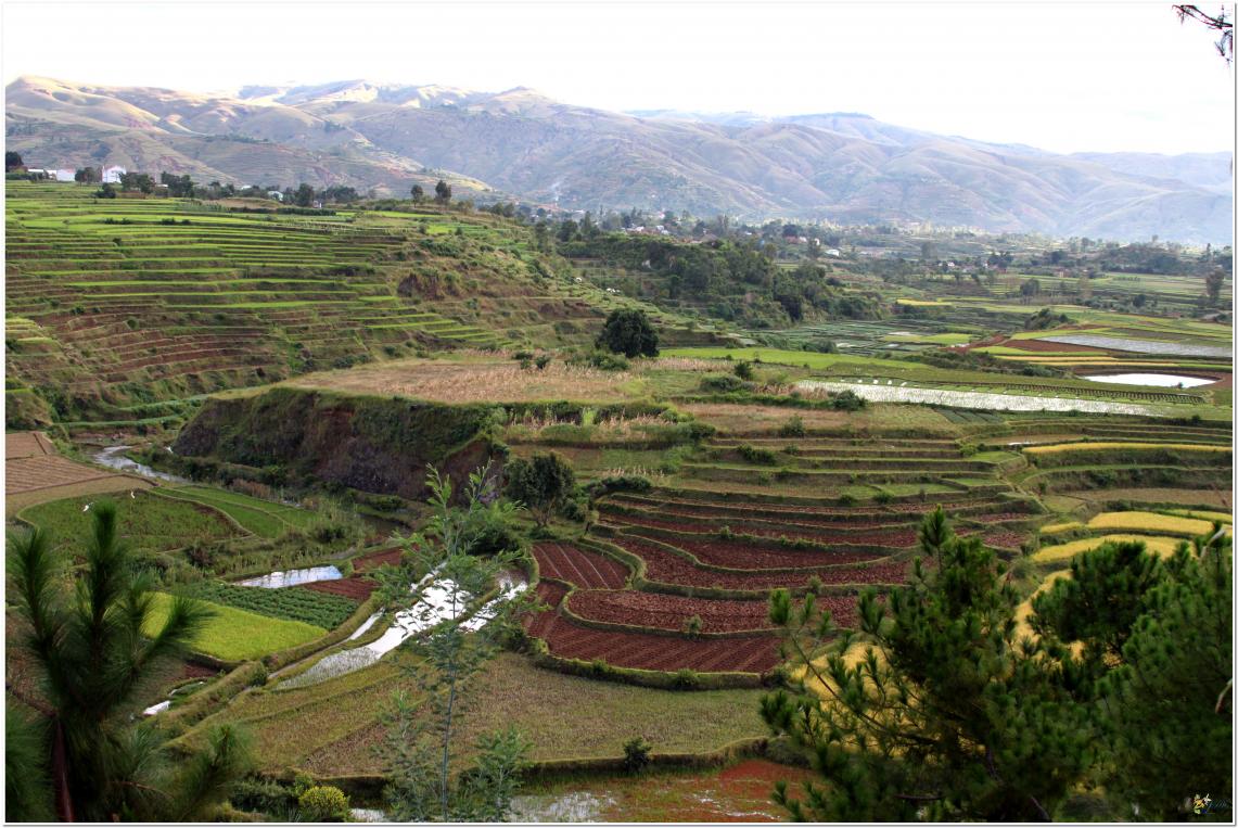 LES  RIZIERES  MALGACHE  SOUVENIRS 