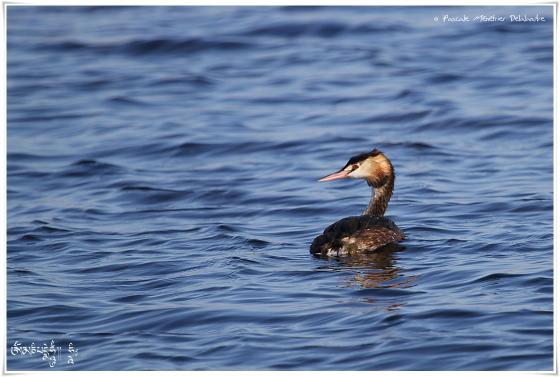 Grèbe huppé - Podiceps cristatus - Great Crested Grebe