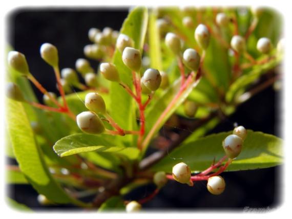 Le Pyracantha du jardin 
