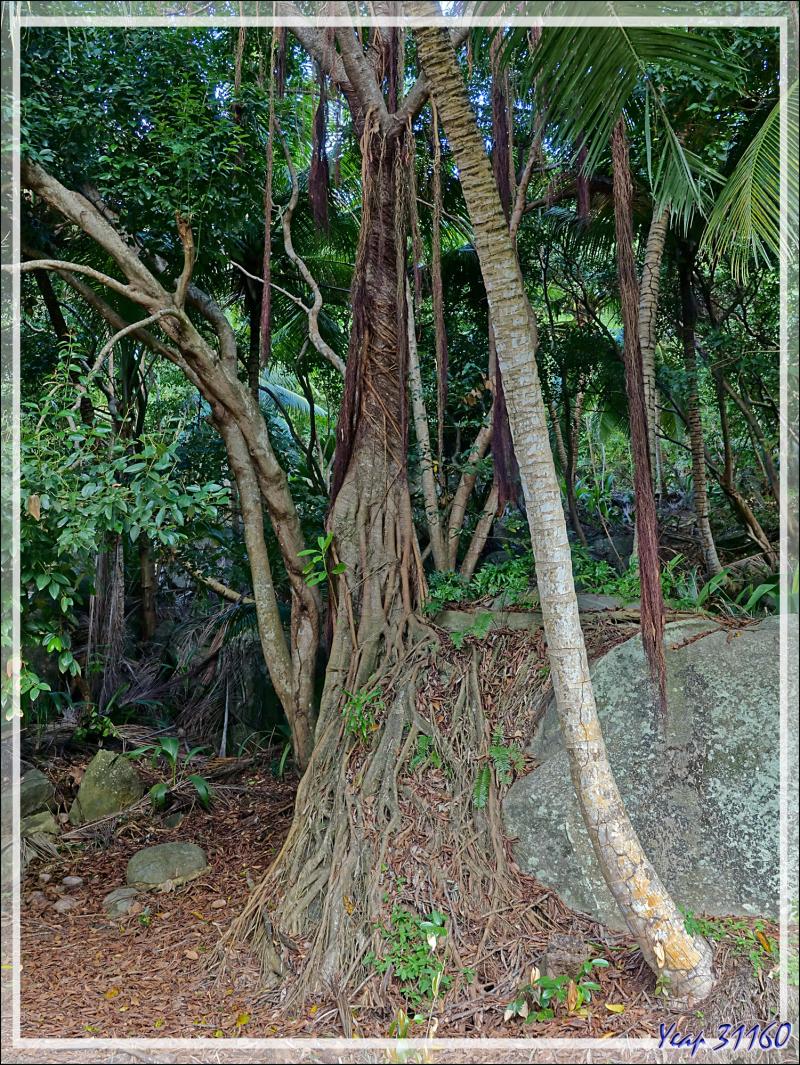 12/12/2021 : après le repos post déjeuner, une trempette bien agréable afin de nous réveiller, petite découverte des environs proches de La Belle Tortue - Silhouette Island - Seychelles