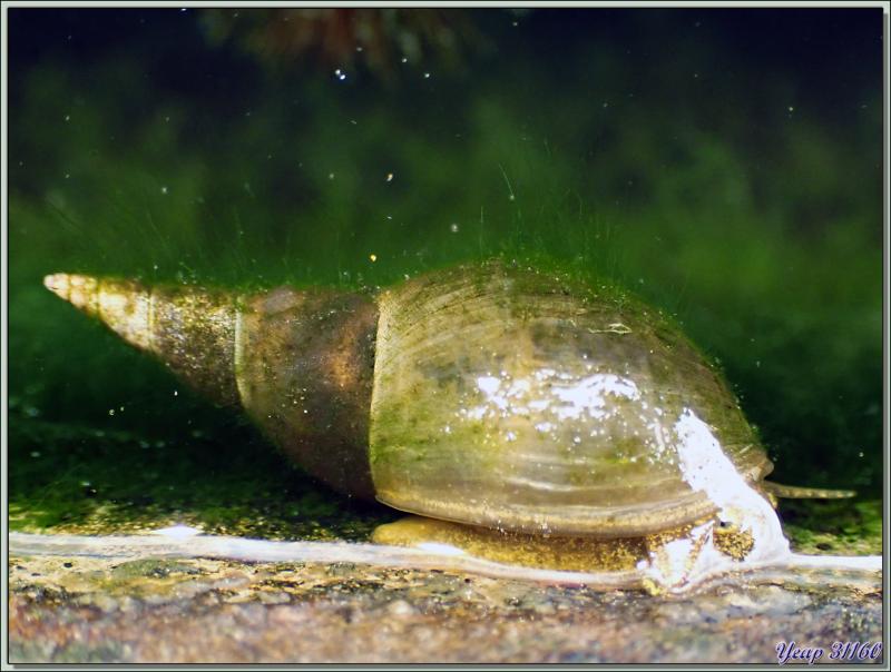 Limnée des étangs, Limnée stagnale, Grande lymnée des étangs, Swamp lymnaea, Great pond snail (Lymnaea stagnalis) - Lartigau - Milhas - 31
