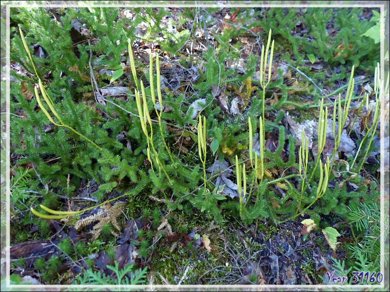 Lycopode - Lac Castor - Saint-Paulin - Mauricie - Québec - Canada
