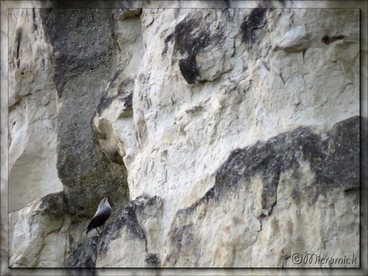 Le tichodrome échelette (Tichodroma muraria - Wallcreeper)