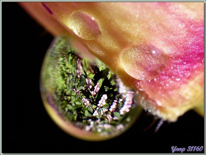 Boule de cristal : le parfait reflet du temps pluvieux actuel sur une fleur de digitale