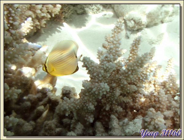 Poisson papillon et corail corne-de-cerf - Atoll de Fakarava - Tuamotu - Polynésie française