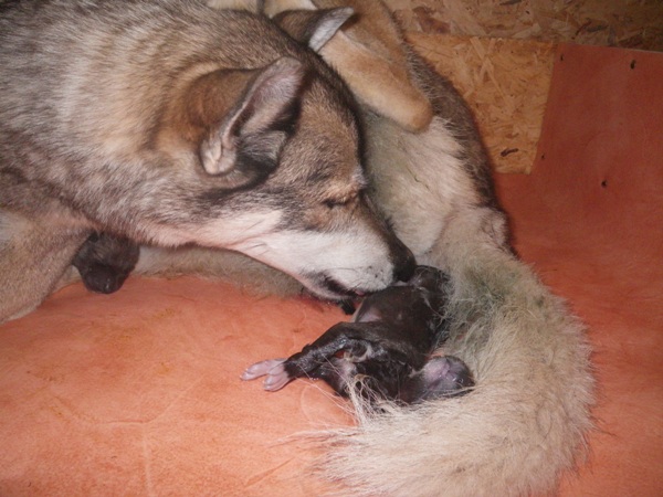 Naissance de la portée de Daika