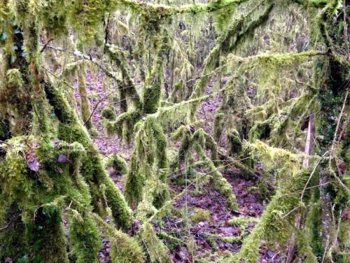 "Combe à La Serpent" - Mercredi 27 janvier 2016