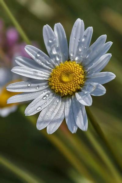 Bouquets marguerites(2)