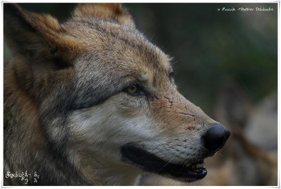 Loups de Sibérie (Canis lupus albus)