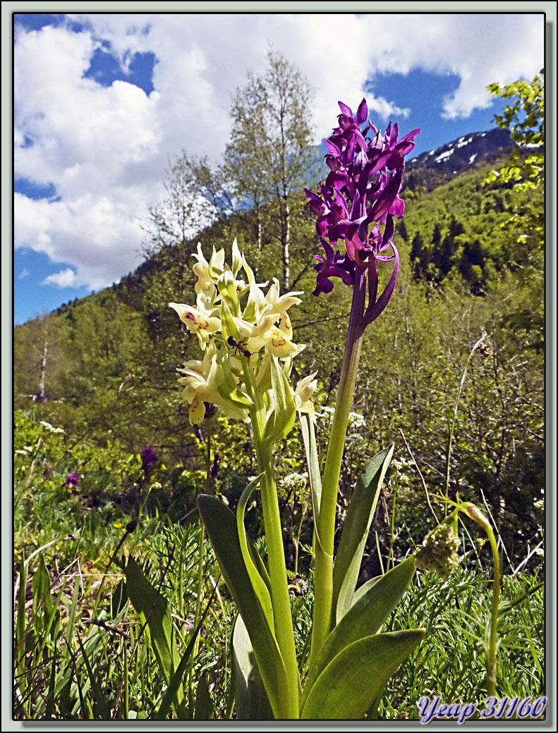 Orchidées Orchis sureau (Dactylorhiza latifolia) - Varrados - Val d'Aran - Catalogne - Espagne  (Flore) 