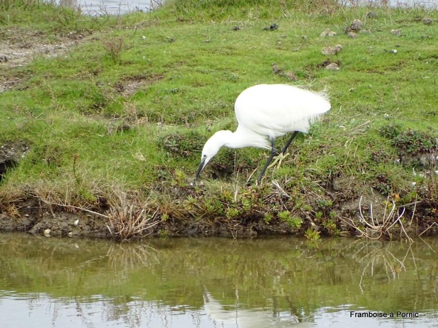 Aigrette garzette 
