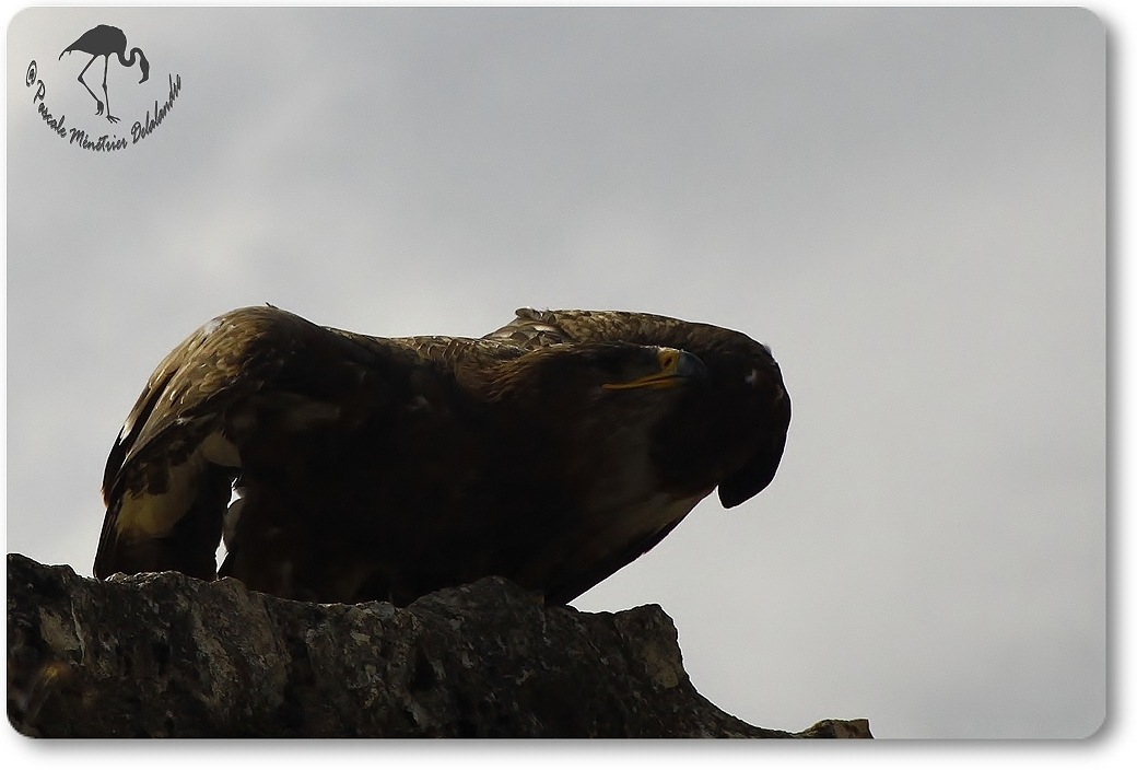 Aigle royal (?) - Décomposé d'une envolée...