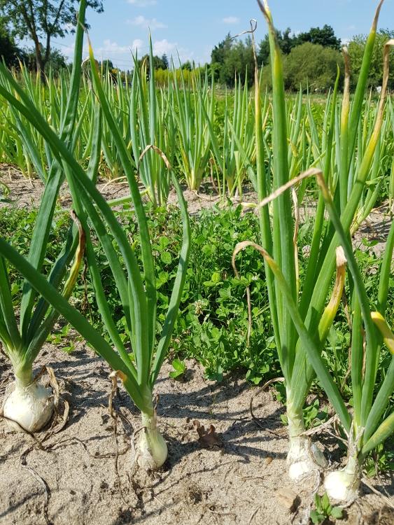 Légumes du mois de Juillet