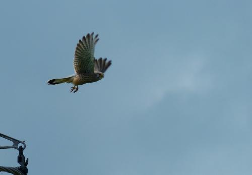 Faucon crécerelle :
