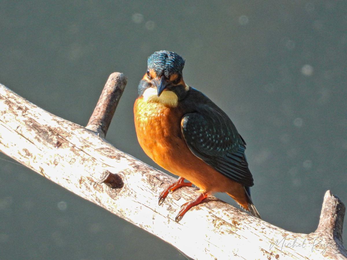 Martin pêcheur (Alcedo atthis)