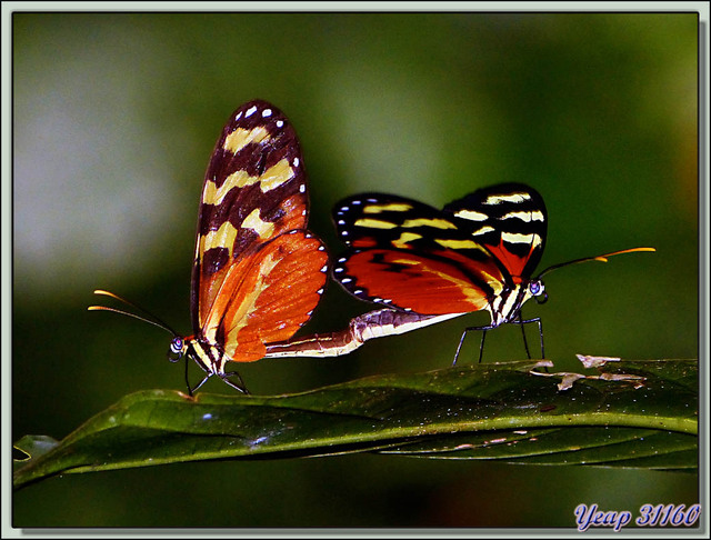 Blog de images-du-pays-des-ours : Images du Pays des Ours (et d'ailleurs ...), Papillons Héliconius in copula (Mechanitis polymnia isthmia) - Puerto Viejo de Sarapiqui, Costa Rica