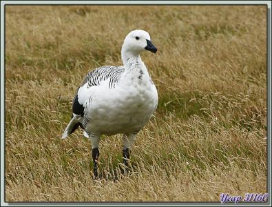 Ouette ou Oie ou Bernache de Magellan (Chloephaga picta) - New Island - Falkland Islands, Iles Malouines, Islas Malvinas