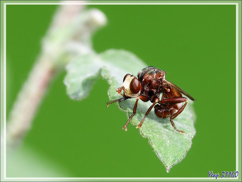 Une mouche à l'abdomen recourbé sous le ventre : le Conopide Sicus ferrugineux (Sicus ferrugineus) - Lartigau - Milhas - 31