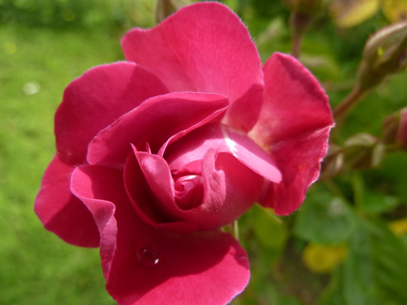 La vie en "roses" ...