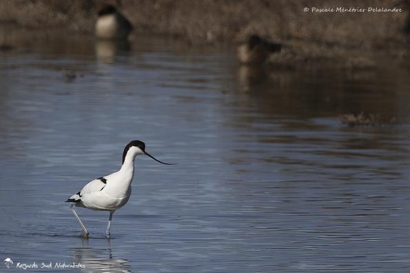 Avocette élégante