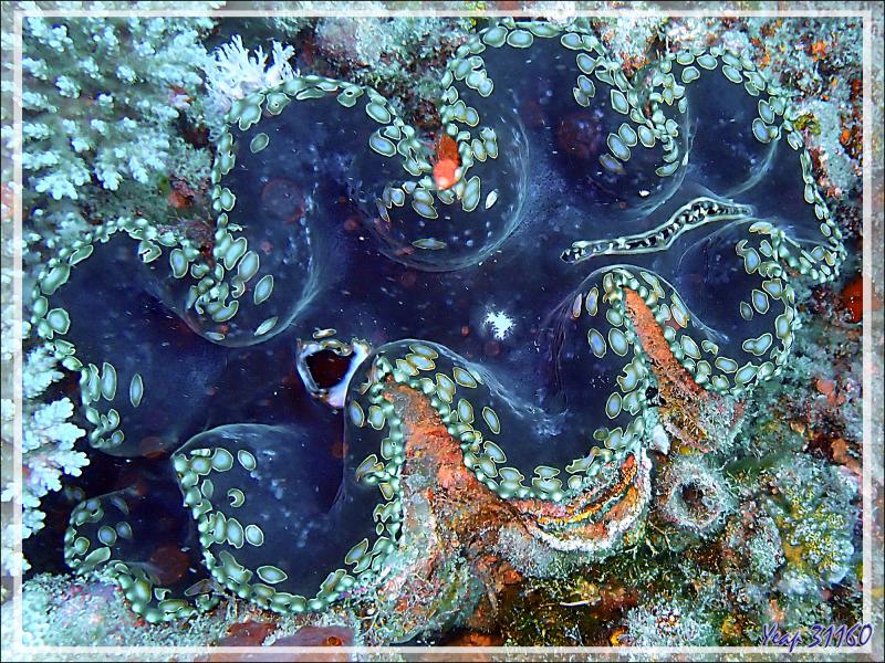 Hésitation entre le Grand bénitier gaufré et le Bénitier commun (Tridacna sp) - Spot Antsoha (Rocher 4ème Frère) - Tsarabanjina - Mitsio - Madagascar